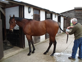 Man with Horse